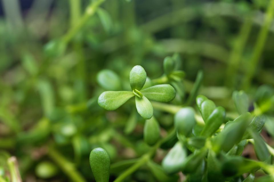 Leaves of brahmi herb, Bacopa monnieri, a medical plant from India
