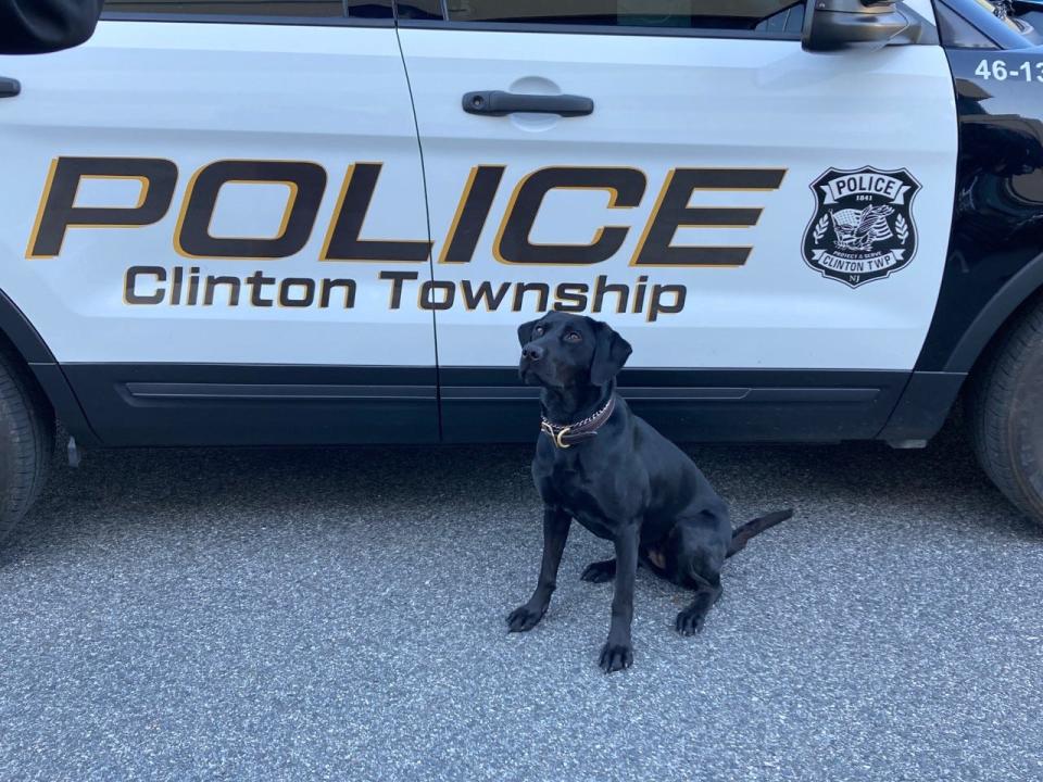 Uzza, a 2-year-old black Labrador who serves as a narcotics K-9 working with Clinton Township Police Officer Brian Dickson