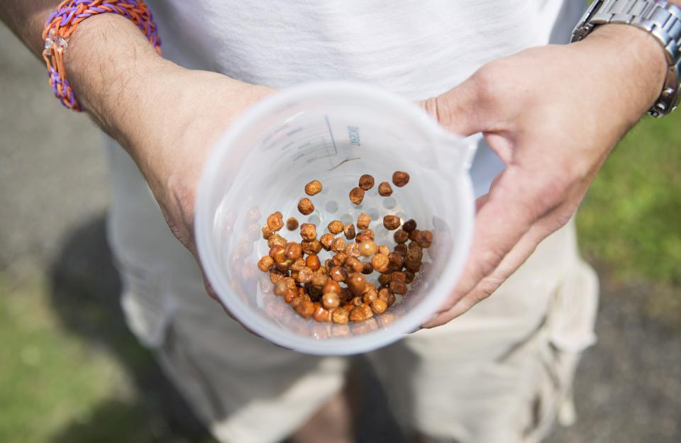 A competitor sorts his peas by size during the 2014 World Pea Shooting Championship in Witcham, southern England