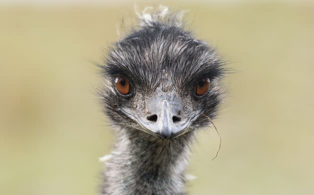 Emus are large flightless birds native to Australia. They are related to ostriches, but a bit smaller. (Photo: corinnamueller / 500px via Getty Images)