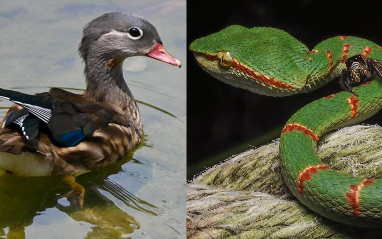 Mandarin duck in Hougang and spider on a Wagler's pit viper in Singapore. (Photos: Maggie Seah, Koh Ke Han)