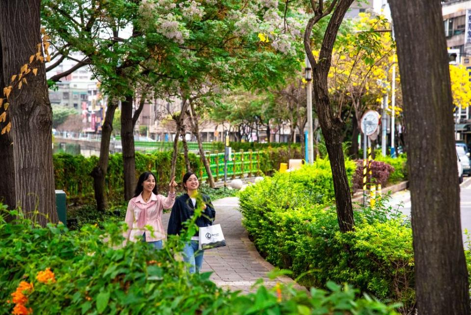 散步於鴨母港溝步道不時還會有花瓣隨風飄落，宛如下花雨般。（新北市水利局提供）