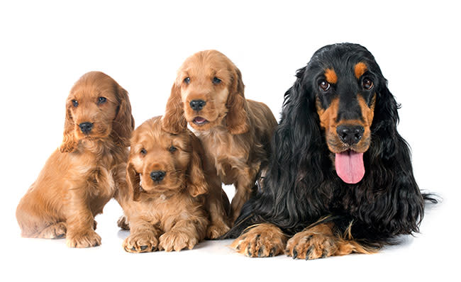 Manada de la raza cocker spaniel