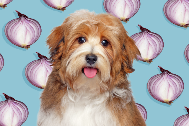 what will happen if my dog eats onions