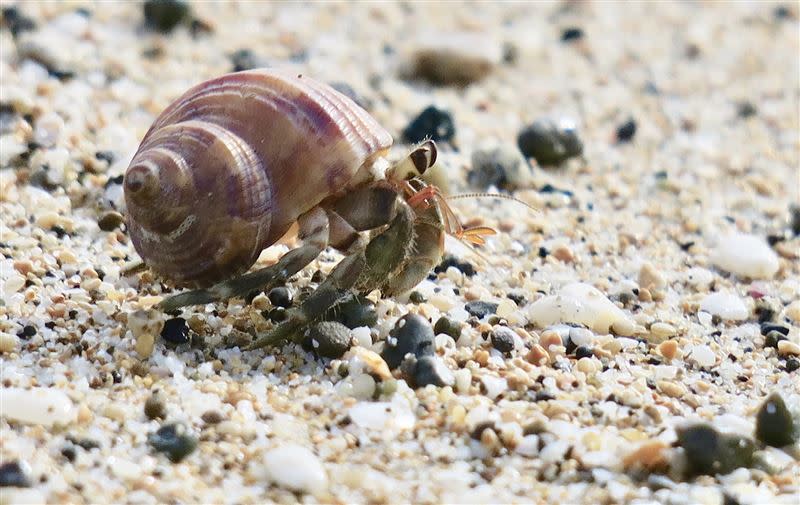 帝王蟹與寄居蟹的腹部皆是不對稱且螺旋形裝入殼中，因此曾被同歸為寄居蟹總科。(示意圖／翻攝自Pixabay)
