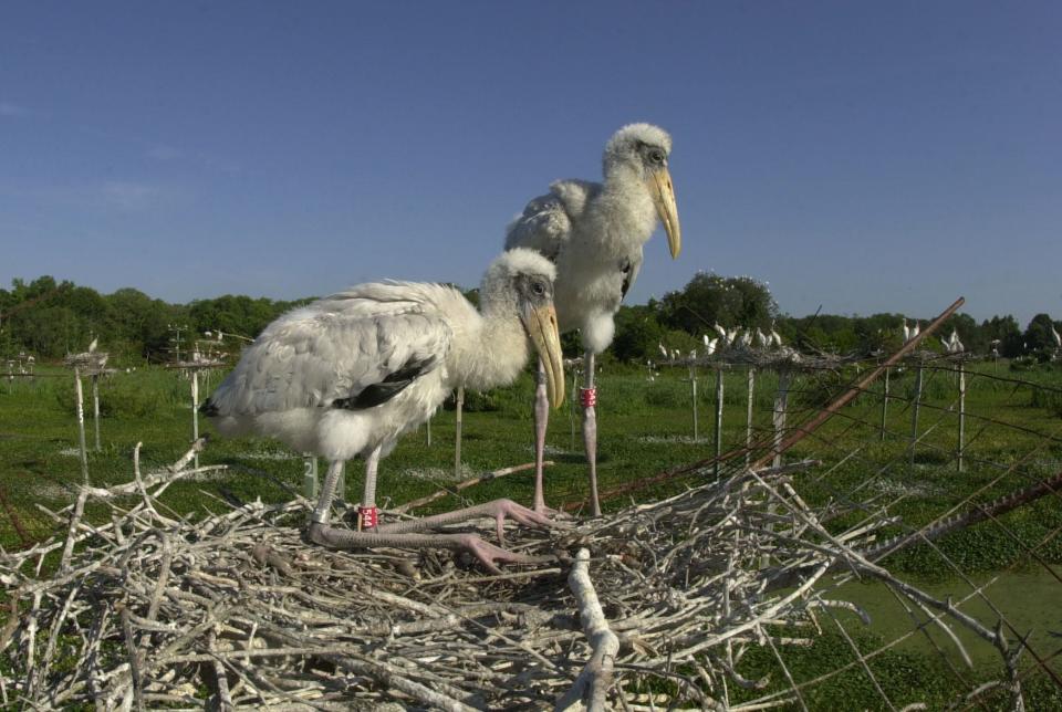 A couple of fledgling wood storks rest comfortably in their nest at Harris Neck Wildlife Refuge rookery after their legs were banded for research purposes.  photo by John Carrington