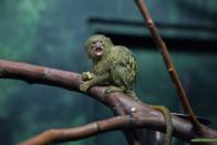 <p>The San Diego Zoo says that these monkeys weigh <a href="https://animals.sandiegozoo.org/animals/pygmy-marmoset" rel="nofollow noopener" target="_blank" data-ylk="slk:about as much as a stick of butter.;elm:context_link;itc:0;sec:content-canvas" class="link ">about as much as a stick of butter.</a> Growing to 4.6 to 6.2 inches and weight 3 to 5 ounces, they are the smallest monkey on the planet. </p>