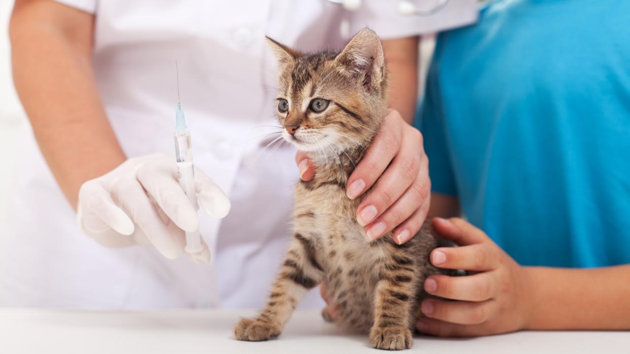  Cat and kitten vaccinations. 