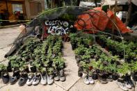 Cannabis garden next to Mexico's Senate building in a call for legalization