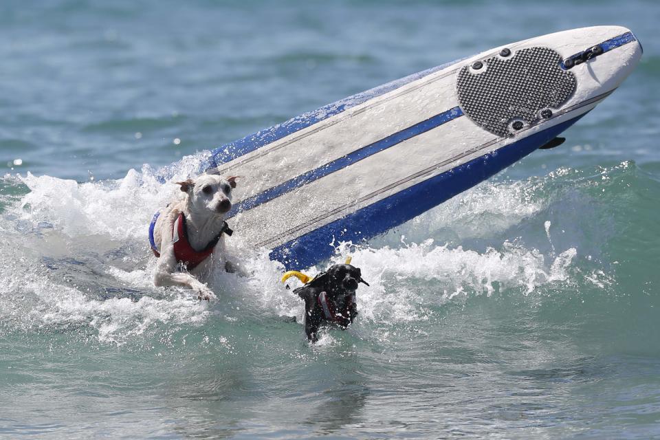 A pair of dogs wipe out during the Surf City Surf Dog Contest in Huntington Beach