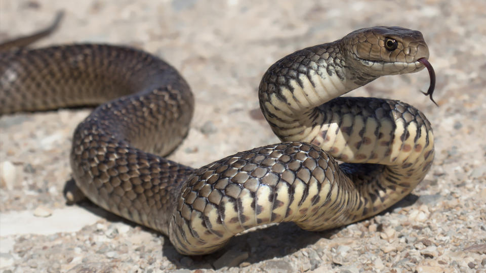 the second most venomous snake in the world, a eastern brown snake