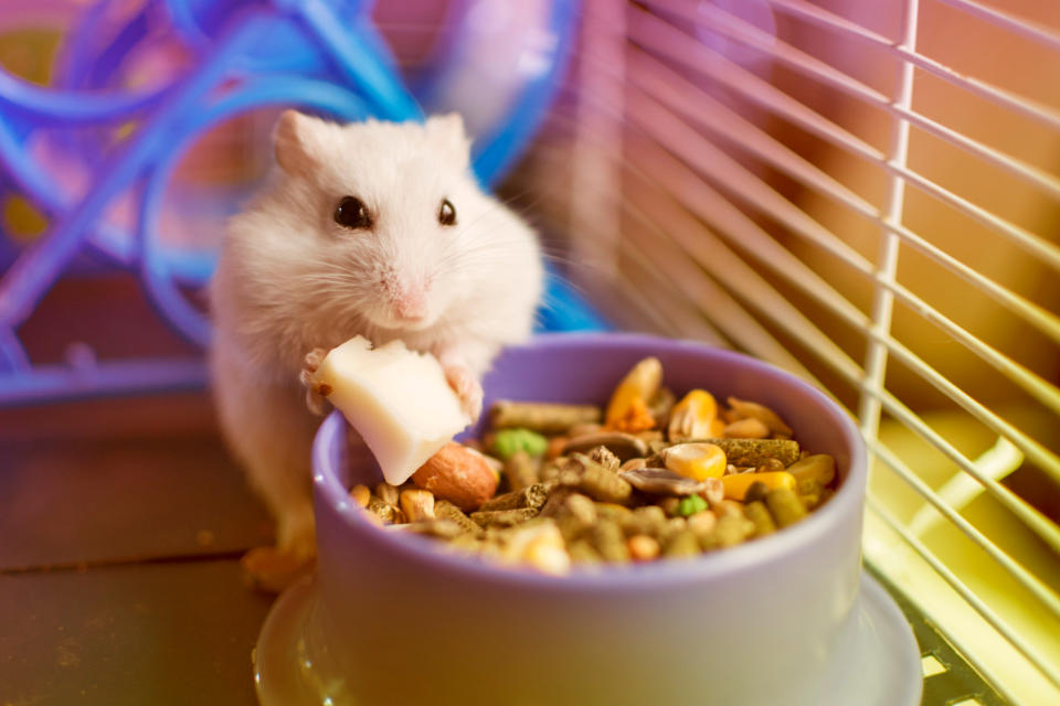 (倉鼠大多吃乾穀類，常常會塞得滿嘴都是。圖片來源 p'adore寵愛)