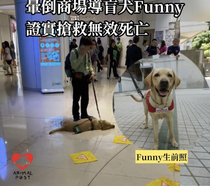 暈倒商場導盲犬 Funny 晚上搶救無效死亡