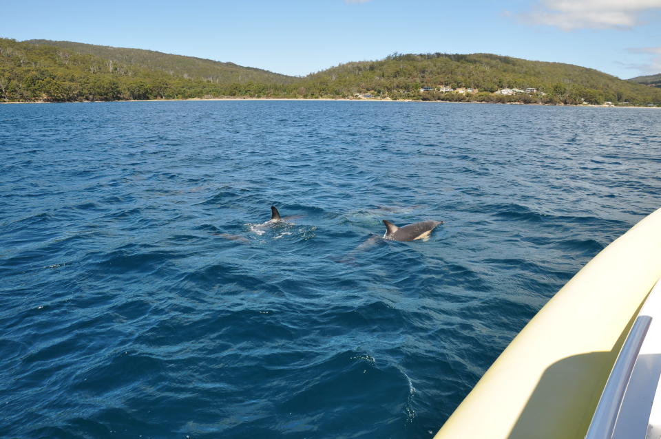 Take a boat ride and you may be rewarded with a view of dolphin schools playing outrider to your boat. Sometimes they come out in the dozens - and even in the hundreds - which is quite a sight indeed!