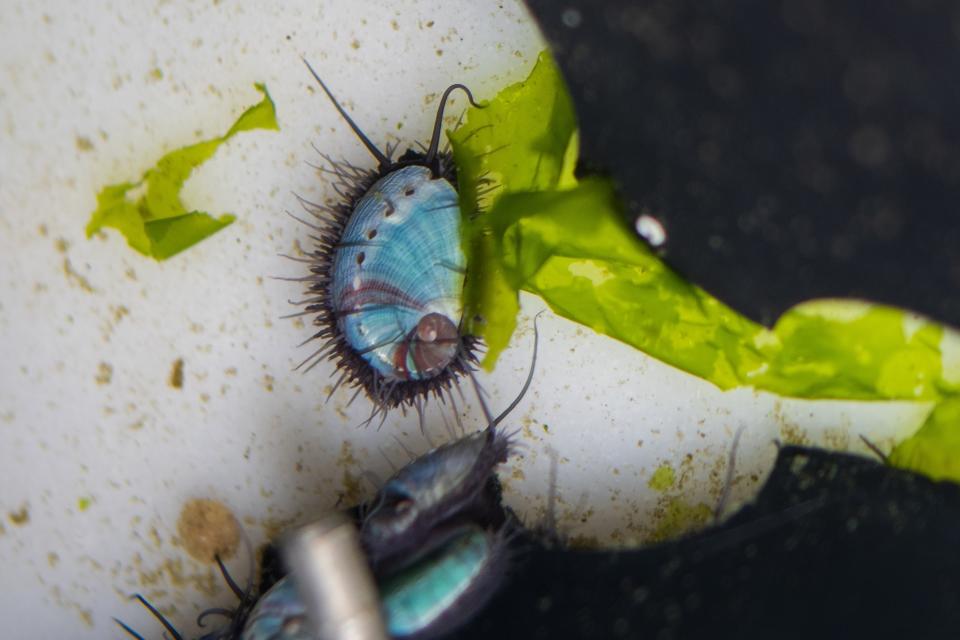 A tiny baby abalone feeds on seaweed in an open-top tank at the HIK abalone farm near Hawston, South Africa, April 26, 2023. The high demand has spurred an alternative to wild abalone - farmed abalone. HIK Abalone has a total of around 13 million abalones at any one time at their two south coast farms. (AP Photo/Jerome Delay)