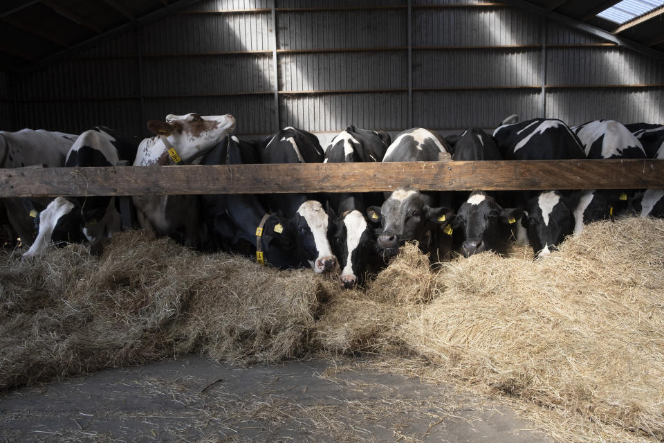 Some of Jaap Zegwaard's herd of 180 cattle, mostly black and white Holstein-Friesians, eat in his milking barns in Maasland, near Rotterdam, Netherlands Friday, July 8, 2022. (AP Photo/Mike Corder)