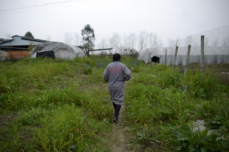 Specialist farms in China are using the larvae of black soldier flies to devour food waste, before turning the bugs into a high-protein animal feed and their faeces into an organic fertiliser