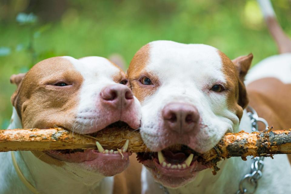 15 Adorable Photos of Pit Bulls That Prove They Don't Deserve Their Bad Rep