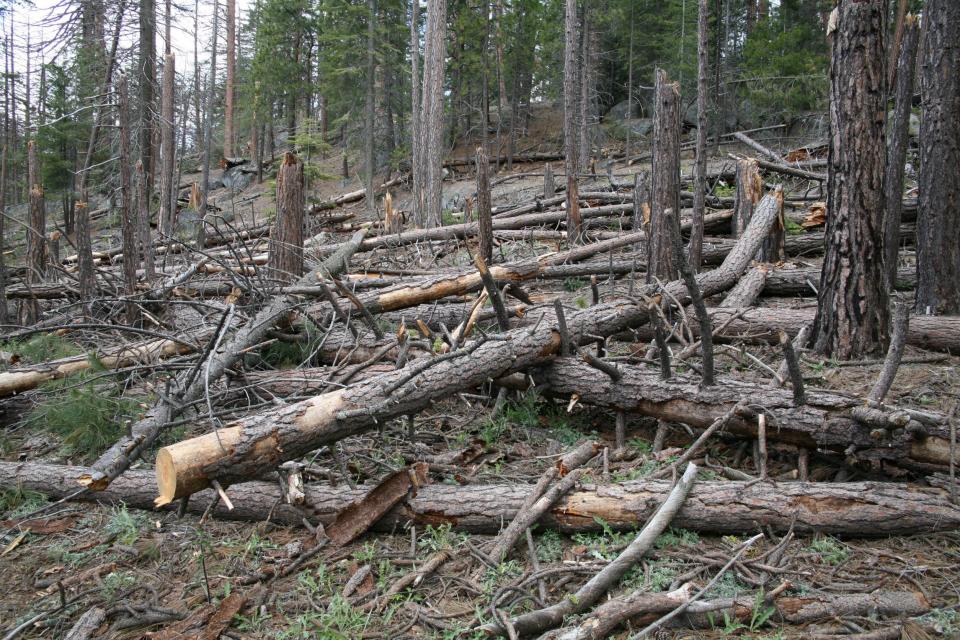 The remains of ponderosa pines killed by warm weather, drought and bark beetles along a trail long-time hiker Carl Casey has been visiting for 20 years.