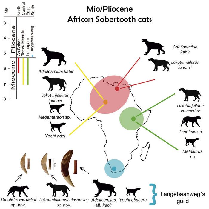 <em>A graphical abstract of Africa’s sabertooth cats. CREDIT: iScience Jiangzuo et al..</em>