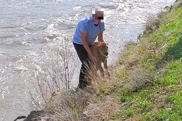 A man with a pixelated face pulling a bison calf out of a river.