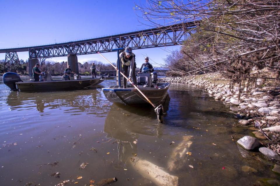 A woman on a boat fishes a dead salmon from a river.