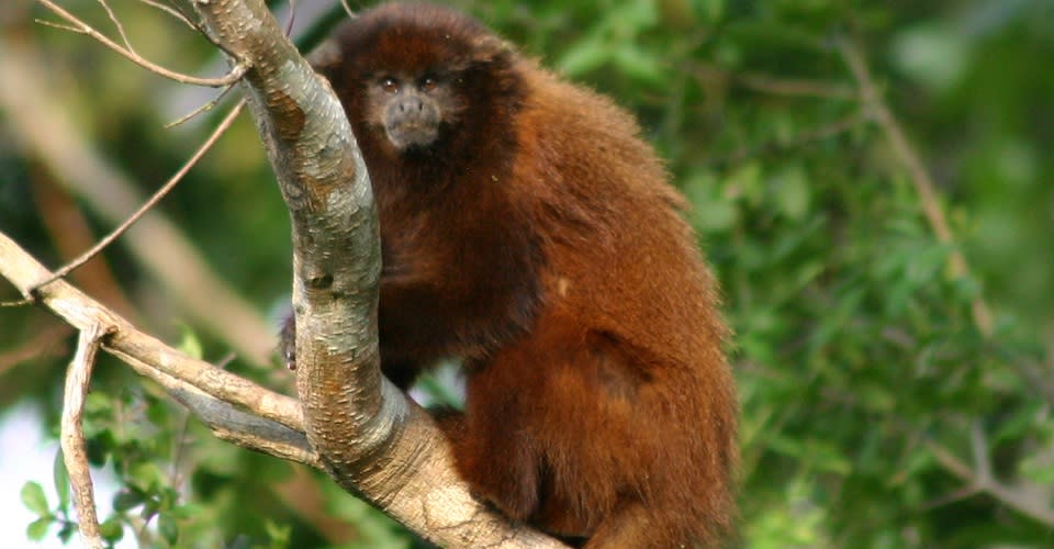 Plecturocebus modestus es uno de los dos monos endémicos de Bolivia. Se encuentra En Peligro de extinción