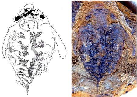 A side-by-side comparison reveals the similarity between the brain of a living onychophoran (L) and that of the anomalocaridid fossil of a Lyrarapax unguispinus, as seen in an undated handout illustration courtesy of the University of Arizona. REUTERS/Nicholas Strausfeld/University of Arizona/Handout via Reuters