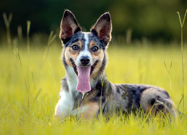 13 Most Intelligent Dog Breeds Revealed