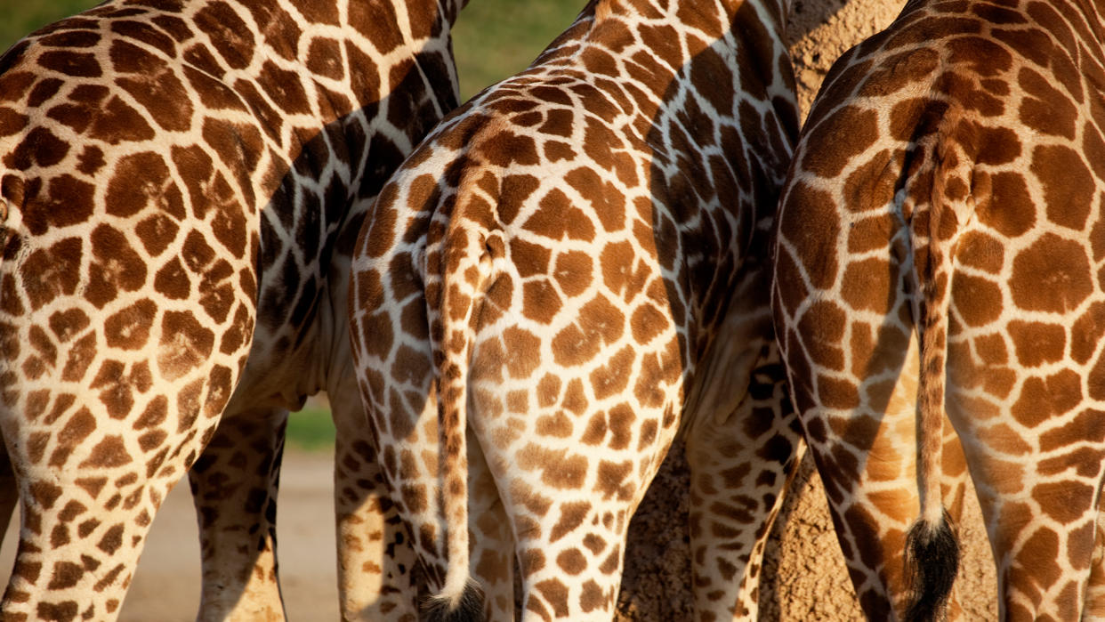  The rear ends of three adult giraffes standing next to each other. 