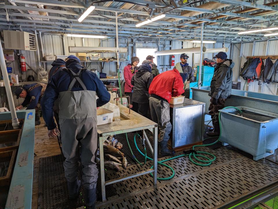 A crew of Colorado Parks and Wildlife workers and volunteers undertake the many tasks associated with CPW's annual walleye spawn at Lake Pueblo State Park.