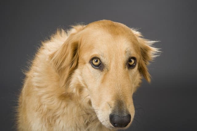 Collie-Golden Retriever cross breed dog.