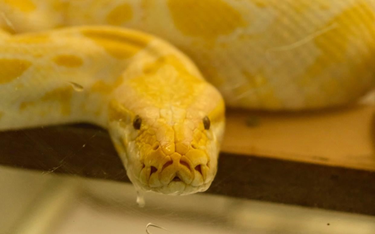 A Burmese python