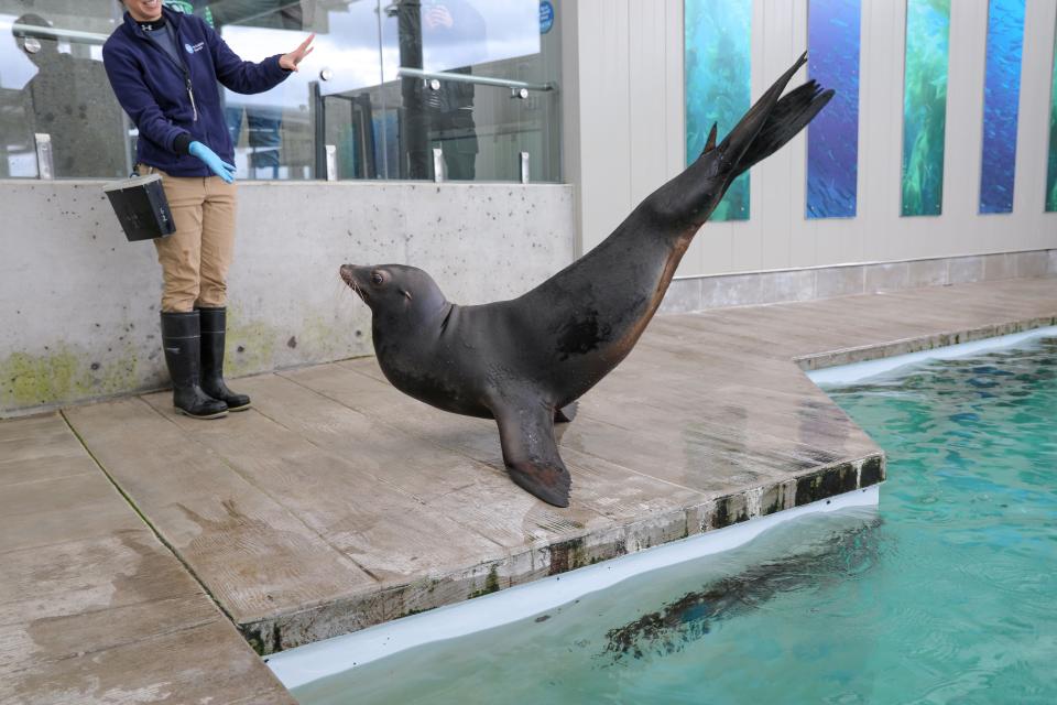 New England Aquarium welcomes sea lions Farley and Giovanni