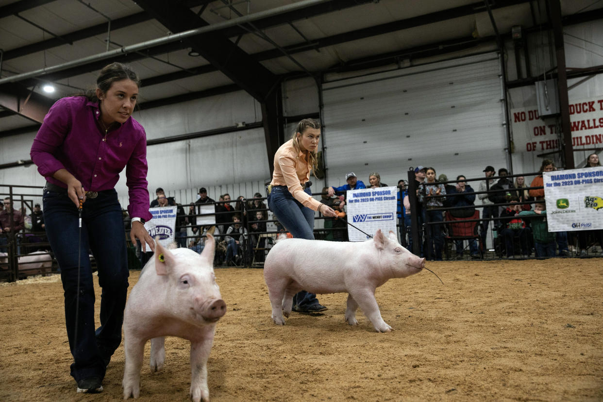 Andrew Bowman, epidemiólogo molecular de la Universidad Estatal de Ohio, y Lauren Freilino, estudiante de tercer año de preveterinaria en la universidad, se preparan para tomar muestras del hocico de los cerdos a fin de detectar si los animales son portadores de algún nuevo virus de la influenza, en la feria del condado de Perry en New Lexington, Ohio, el 29 de abril de 2023. (Maddie McGarvey/The New York Times).