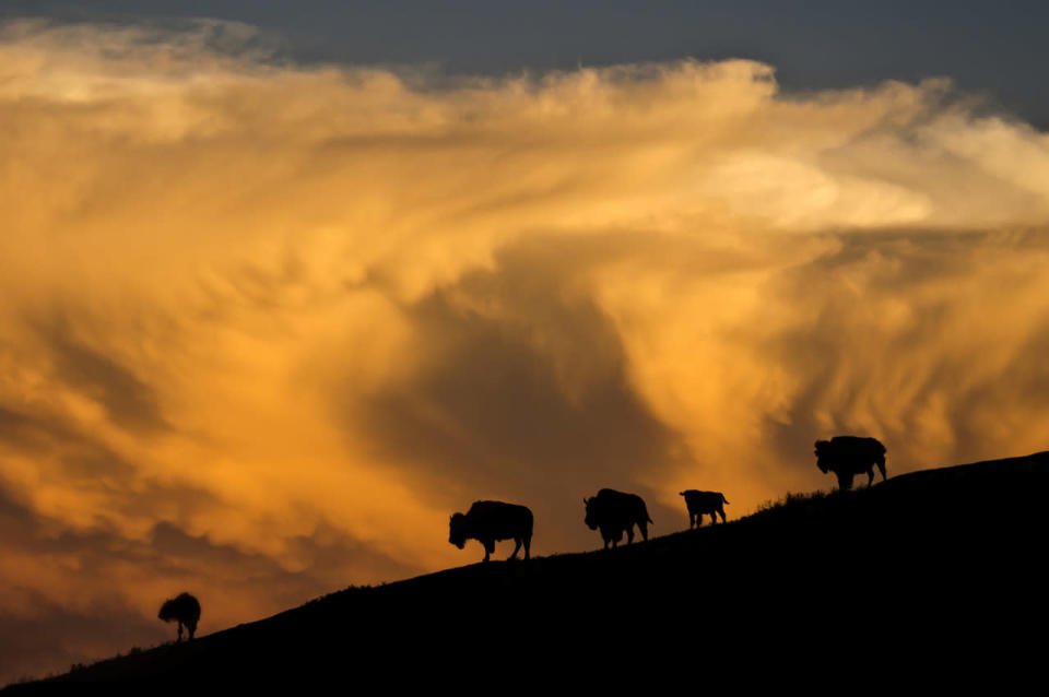 South Dakota: Custer State Park, Custer