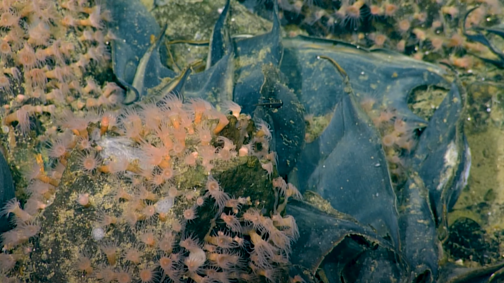  A close up of the volcano summit shows the skate eggs and coral. 