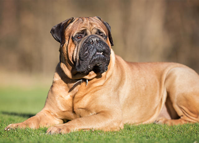 20 Big Dog Breeds That Are Basically Giant Teddy Bears – PureWow