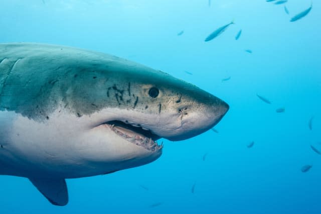 Is that a great white shark in a Sydney canal?