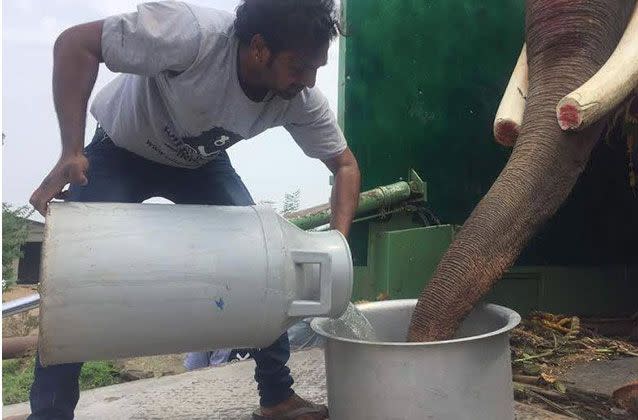 The retired elephant travelled 1500 kilometres in the purpose-built elephant ambulance. Picture: Wildlife SOS