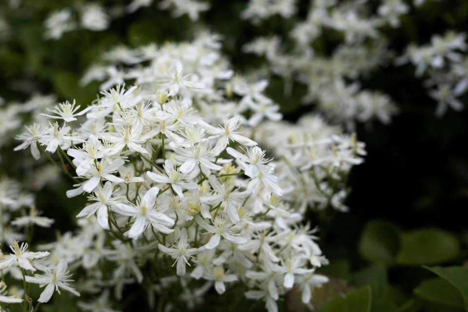 a close up of winter jasmine