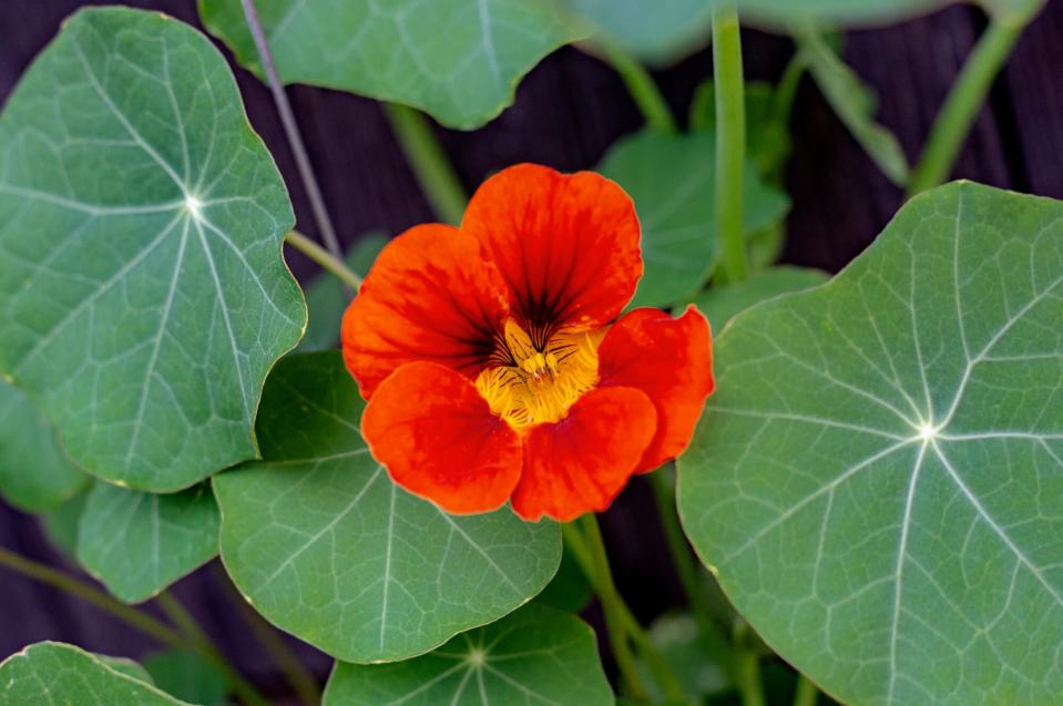 Nasturtium growing in garden