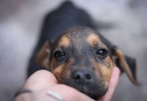 Dogs respond most to the scents of their owners.