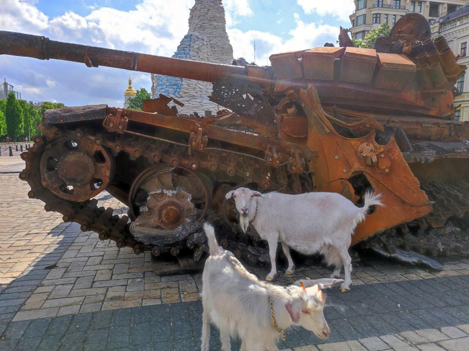 Goats hover around a captured military equipment of the Russian forces in the center of the Ukrainian capital  (ABACA/PA Images)