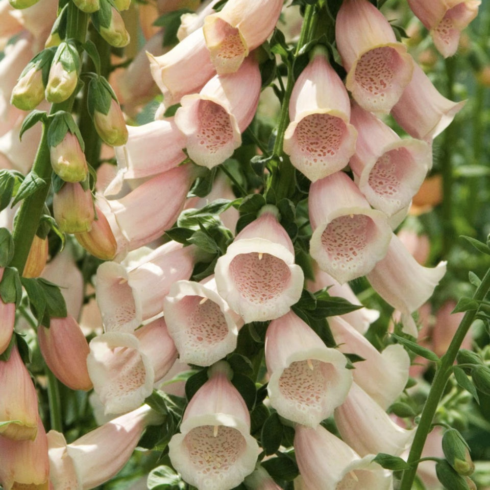 Close up of peach-coloured foxglove flowers