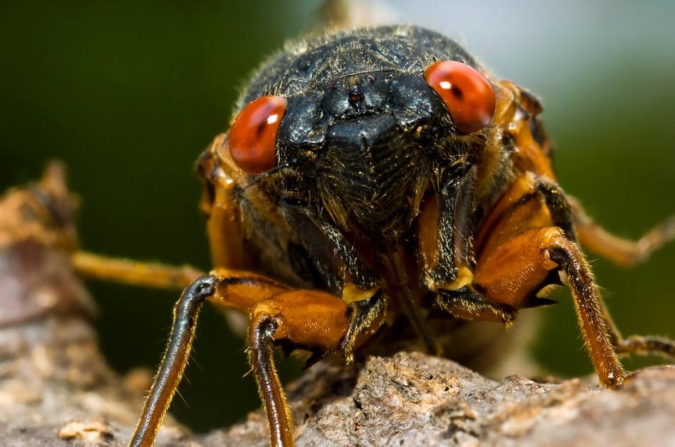 Cicada (Brood X) - Several hours after shedding it's skin, a cicada waits for its shell to harden on a tree branch