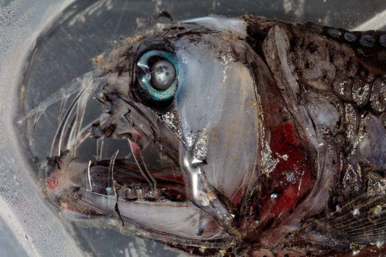 Sloane’s Viperfish have huge fang-like teeth that are visible even when the mouth is closed. Viperfish have rows of light organs along the underside and a very long upper fin with light organs on the tip to attract prey.