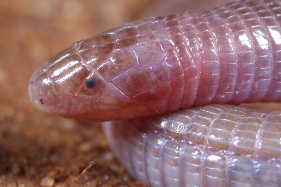 Worm lizards are a little-studied species. University of Texas and Sam Houston University researchers recently took a closer look at the species using a CT scan. (Courtesy: University of Texas)