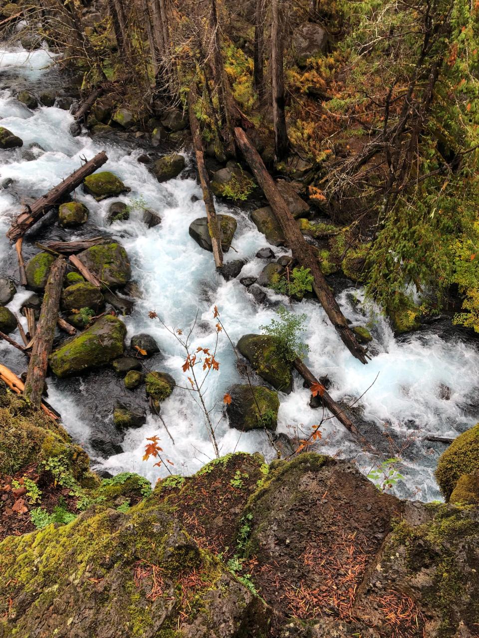 The McKenzie River flows alongside the trail to Tamolitch Blue Pool.