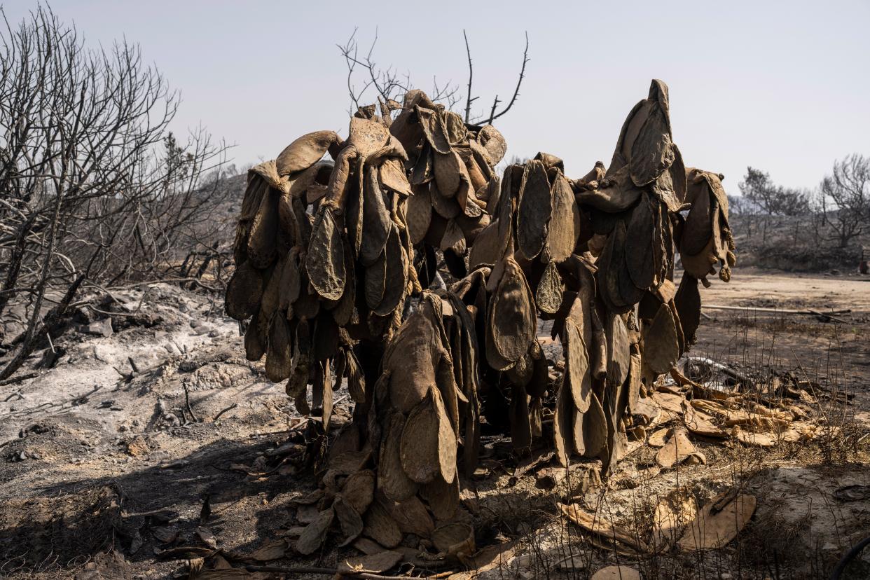 A burnt cactus stands on a hill near Gennadi village (AP)